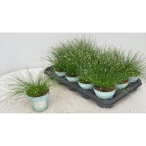 ISOLEPIS CERNUA