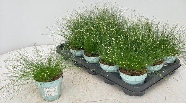 <h4>ISOLEPIS CERNUA</h4>