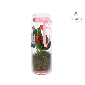 Glas Cilinder vaas met Anthurium