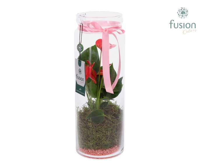 <h4>Glazen vaas met Anthurium</h4>