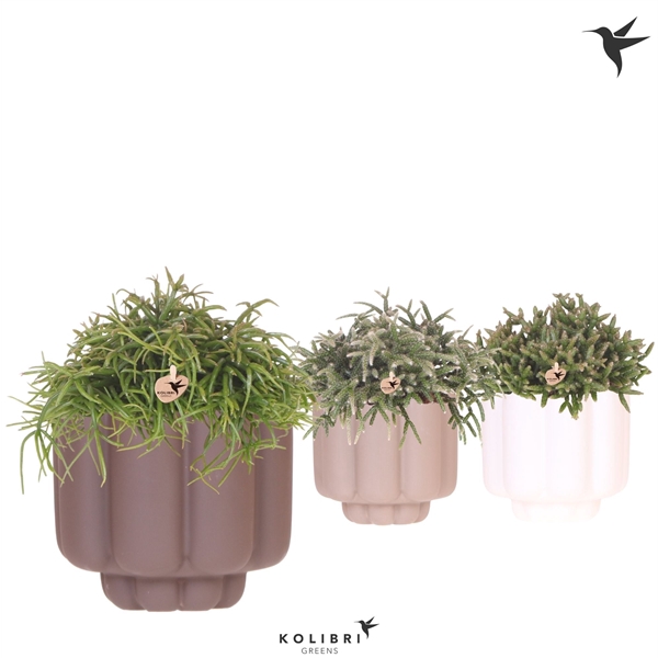 <h4>Kolibri Greens Rhipsalis mix in Retro pot sand mix</h4>