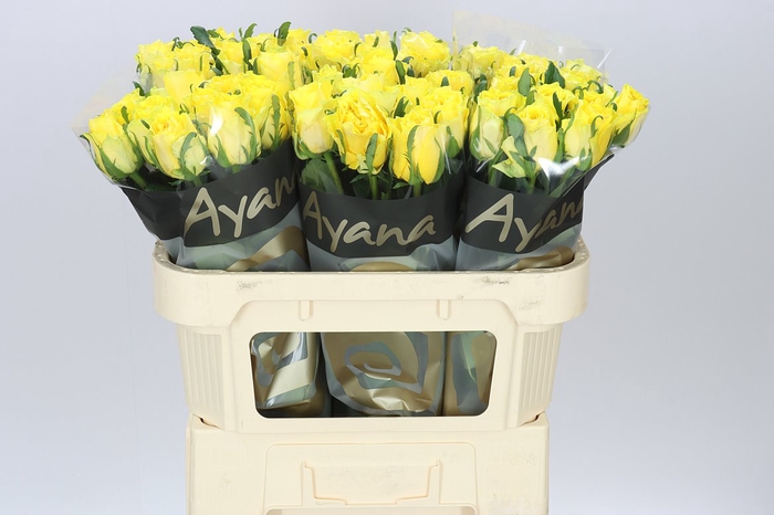 <h4>Rosa Gr Golden Smile</h4>