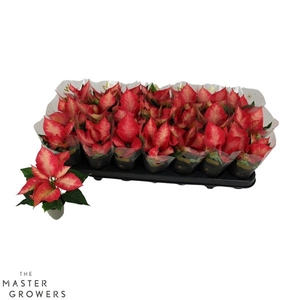 Poinsettia Premium Ice Chrystal 6cm Met Hoes