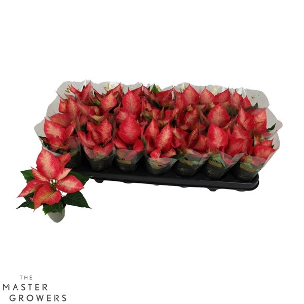 <h4>Poinsettia Premium Ice Chrystal 6cm Met Hoes</h4>