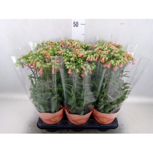 Kalanchoe HG 'Lucky Bells'