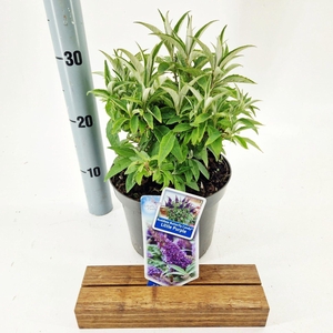 Buddleja Butterfly Candy Little Pur