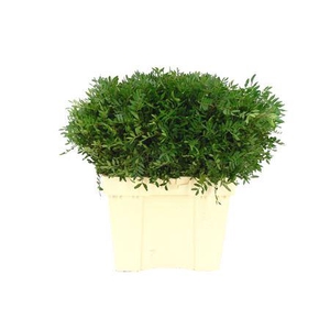 Pistacia pb (blad)