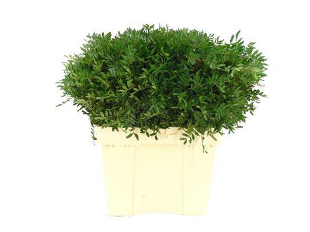 <h4>Pistacia pb (blad)</h4>