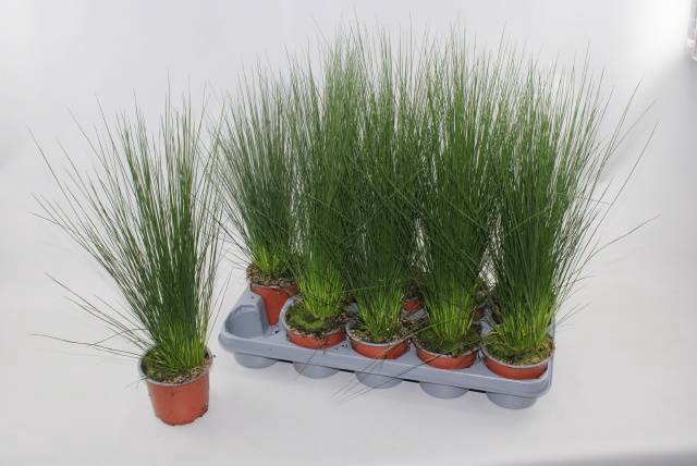 <h4>JUNCUS PENCIL GRASS P12</h4>