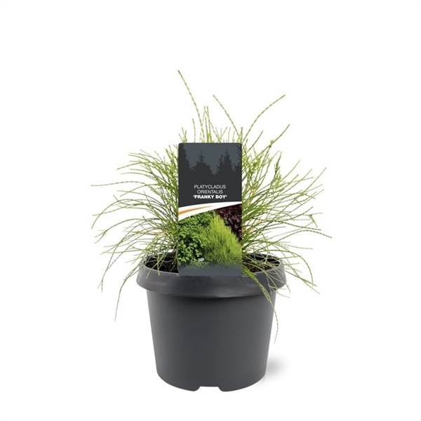 Platycladus orientalis 'Franky Boy'