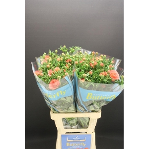 Ran Butterfly Eris 70cm