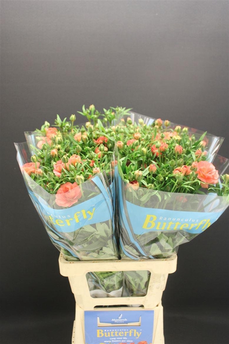 <h4>Ran Butterfly Eris 70cm</h4>