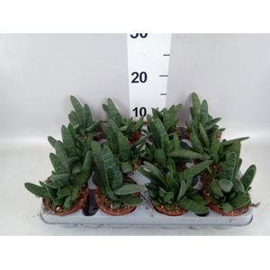 Gasteria carinata var. verrucosa
