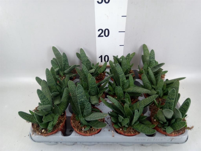 <h4>Gasteria carinata var. verrucosa</h4>