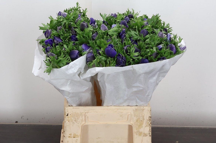 <h4>Anem It Blue</h4>