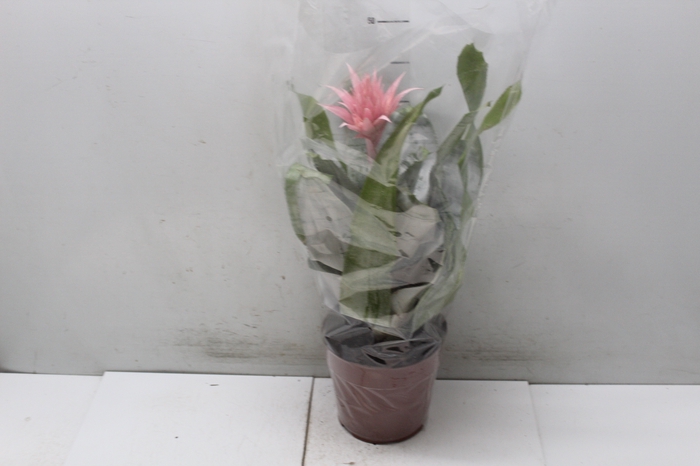 <h4>AECHMEA FASCIATA P17</h4>