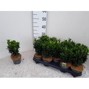 EUONYMUS JA GR SPIRE