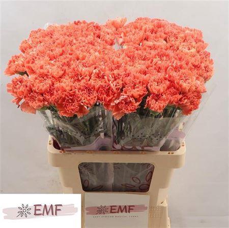 <h4>Di St Tamarind</h4>