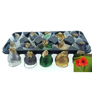 BLOEMBOL HIPPEASTRUM