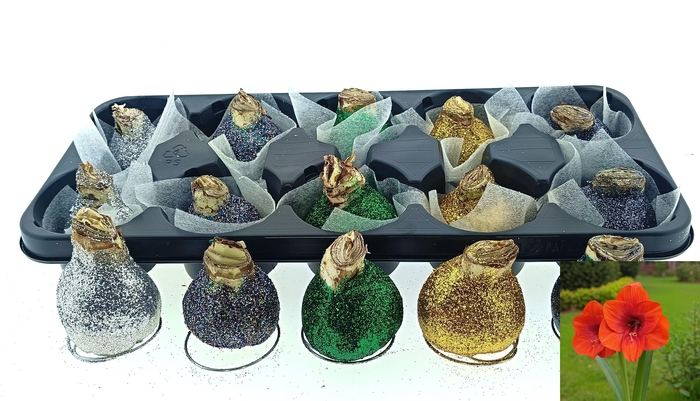 <h4>BLOEMBOL HIPPEASTRUM</h4>