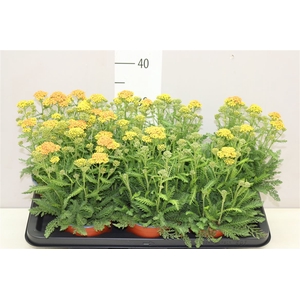 Achillea Millefolium