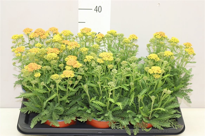 <h4>Achillea Millefolium</h4>