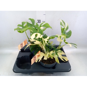 Rhaphidophora tetrasperma