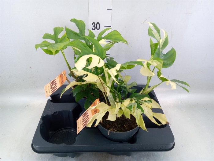 <h4>Rhaphidophora tetrasperma</h4>