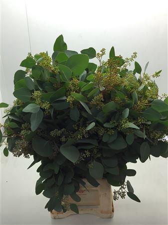 <h4>EUCALYPTUS 'POPULUS WITH BERRIES'</h4>