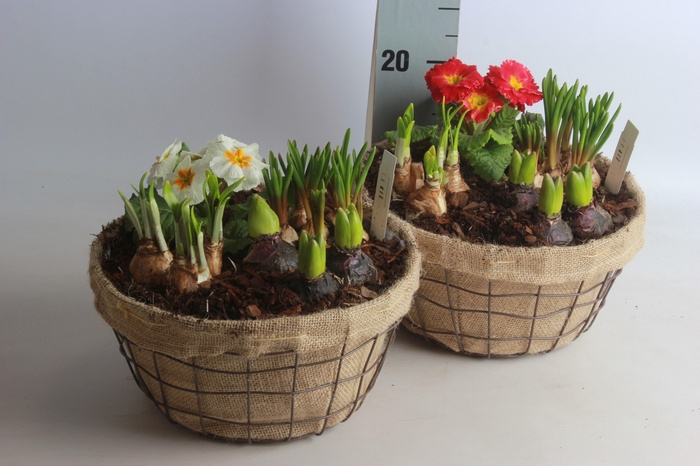 <h4>ARR BOL KNOLGEWAS</h4>