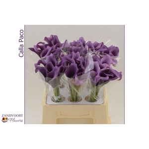 Calla Paco | Dubbelbloemig