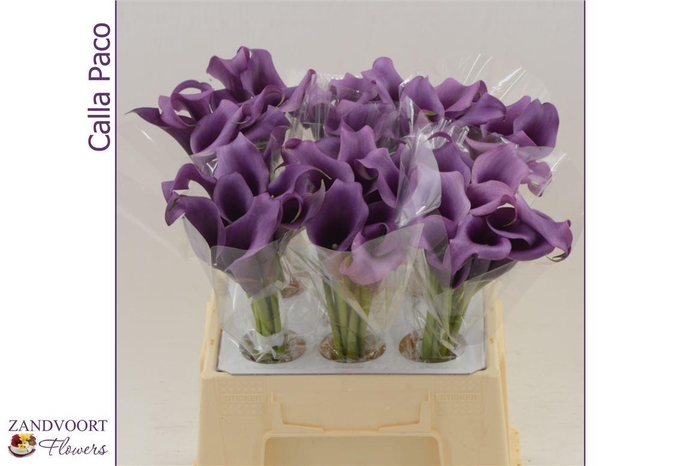 <h4>Calla Paco | Dubbelbloemig</h4>