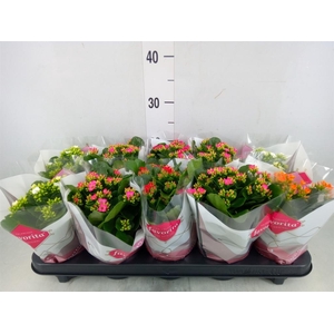 Kalanchoe blos.   ..mix 5