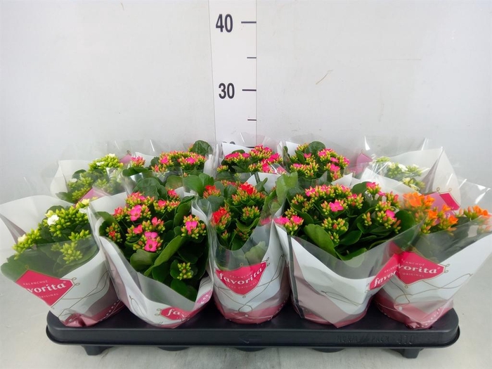 <h4>Kalanchoe blos.   ..mix 5</h4>