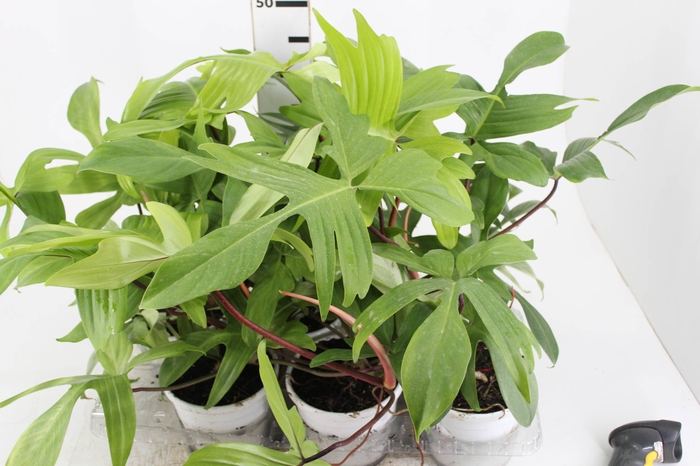 <h4>PHILODENDRON FLORIDA GHOST P15</h4>