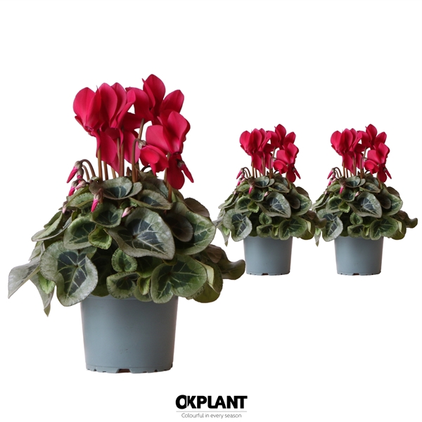 Cyclamen Rembrandt red