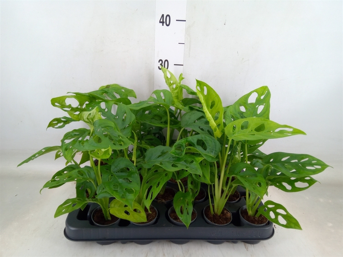 <h4>Monstera obliqua 'Monkey Mask'</h4>
