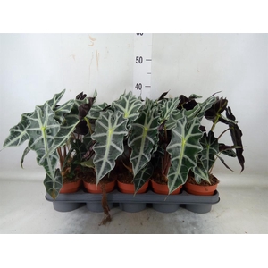 Alocasia amazonica 'Polly'