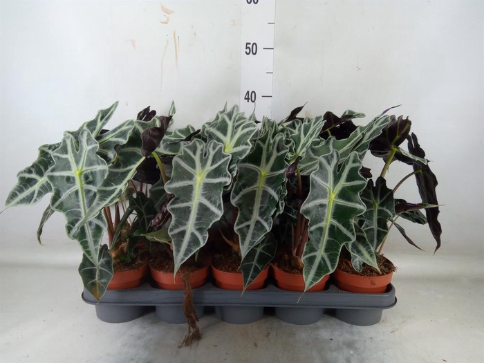 <h4>Alocasia amazonica 'Polly'</h4>