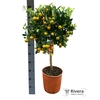 Calamondino