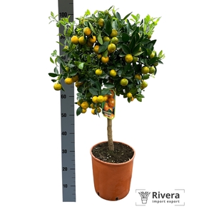 Calamondino 26