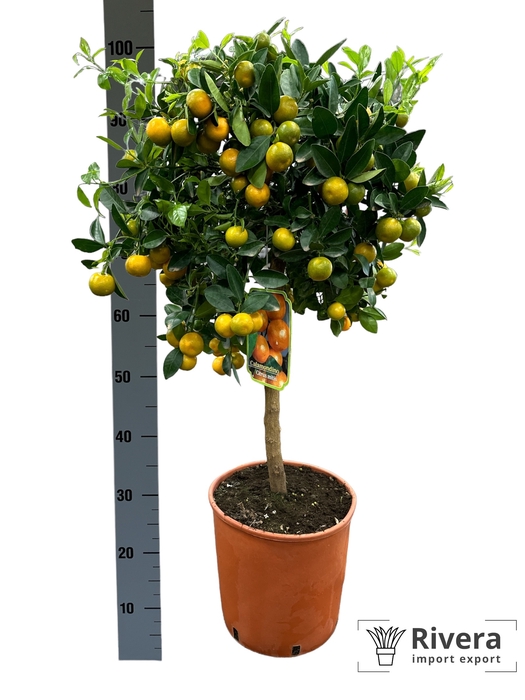 Calamondino 26