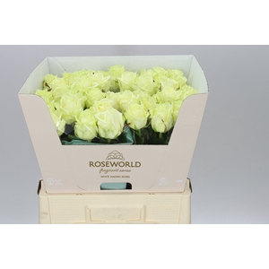 Rosa Gr White Naomi