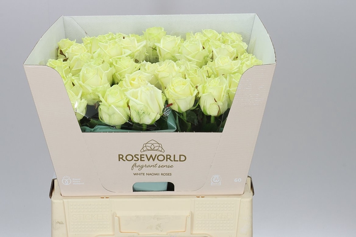 <h4>Rosa Gr White Naomi</h4>