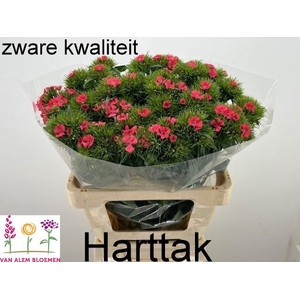 DI BARB S WILL CORAL