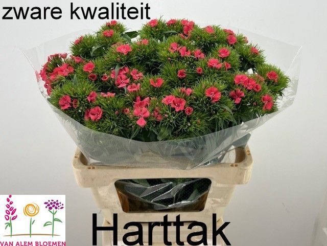 <h4>DI BARB S WILL CORAL</h4>