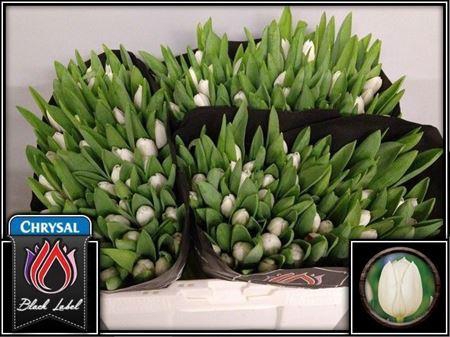 <h4>Tu En Royal Virgin</h4>