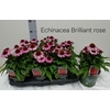 Echina Som Brilliant Rose