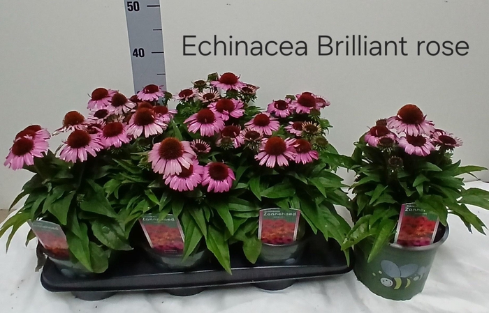Echina Som Brilliant Rose