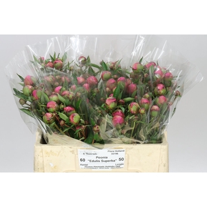 Paeonia Edulis Superba
